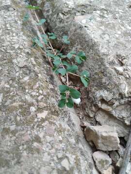 Image of Euphorbia chamaesyce L.