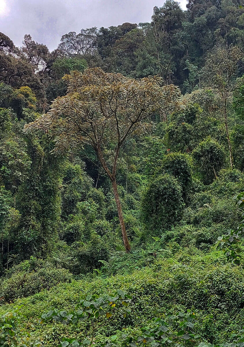 Image of Parasol tree