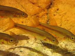 Image of Twee River Redfin