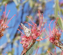 Imagem de Grevillea decora Domin