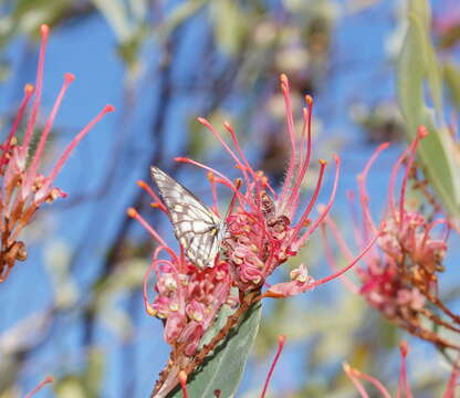 Imagem de Grevillea decora Domin