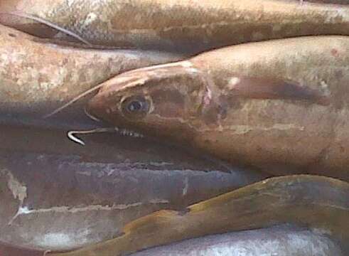 Image of Red hake