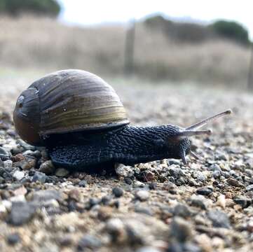 Image of Green Garden Snail