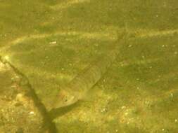 Image of Logperch