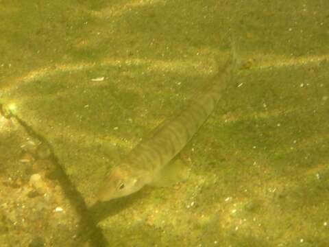 Image of Logperch