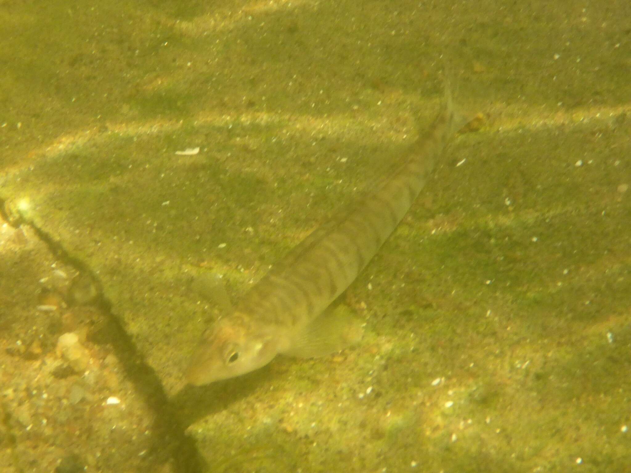 Image of Logperch