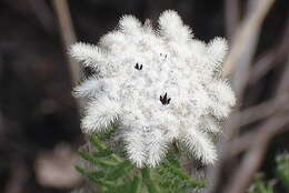 Image of Phylica curvifolia (Presl) Pillans ex Fourc.