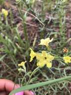 Plancia ëd Lithospermum cobrense Greene