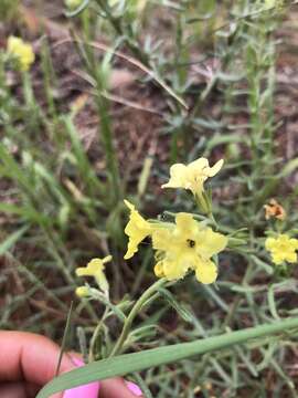 Plancia ëd Lithospermum cobrense Greene