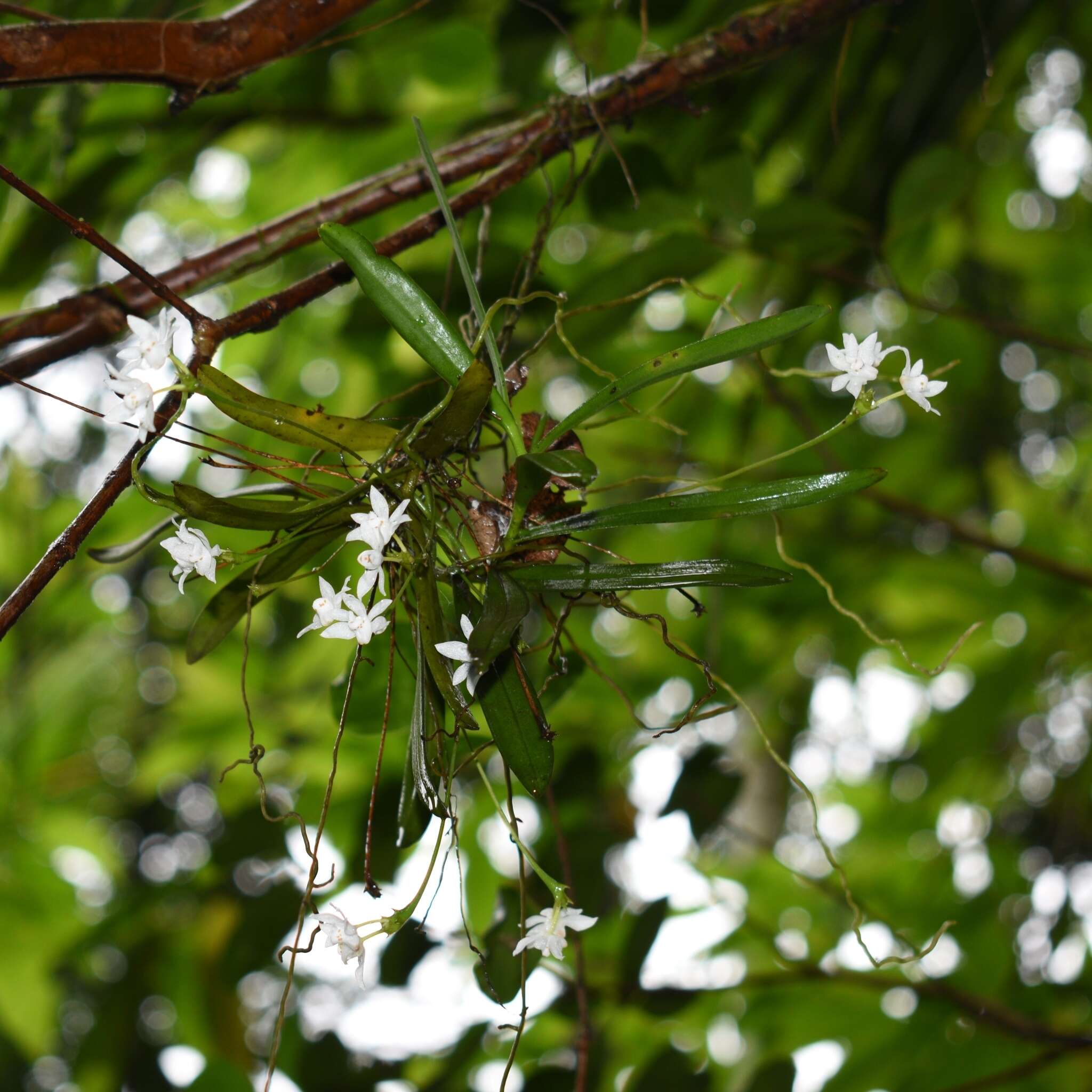 Image of Thrixspermum pulchellum (Thwaites) Schltr.