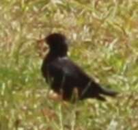 Image of Spotless Starling