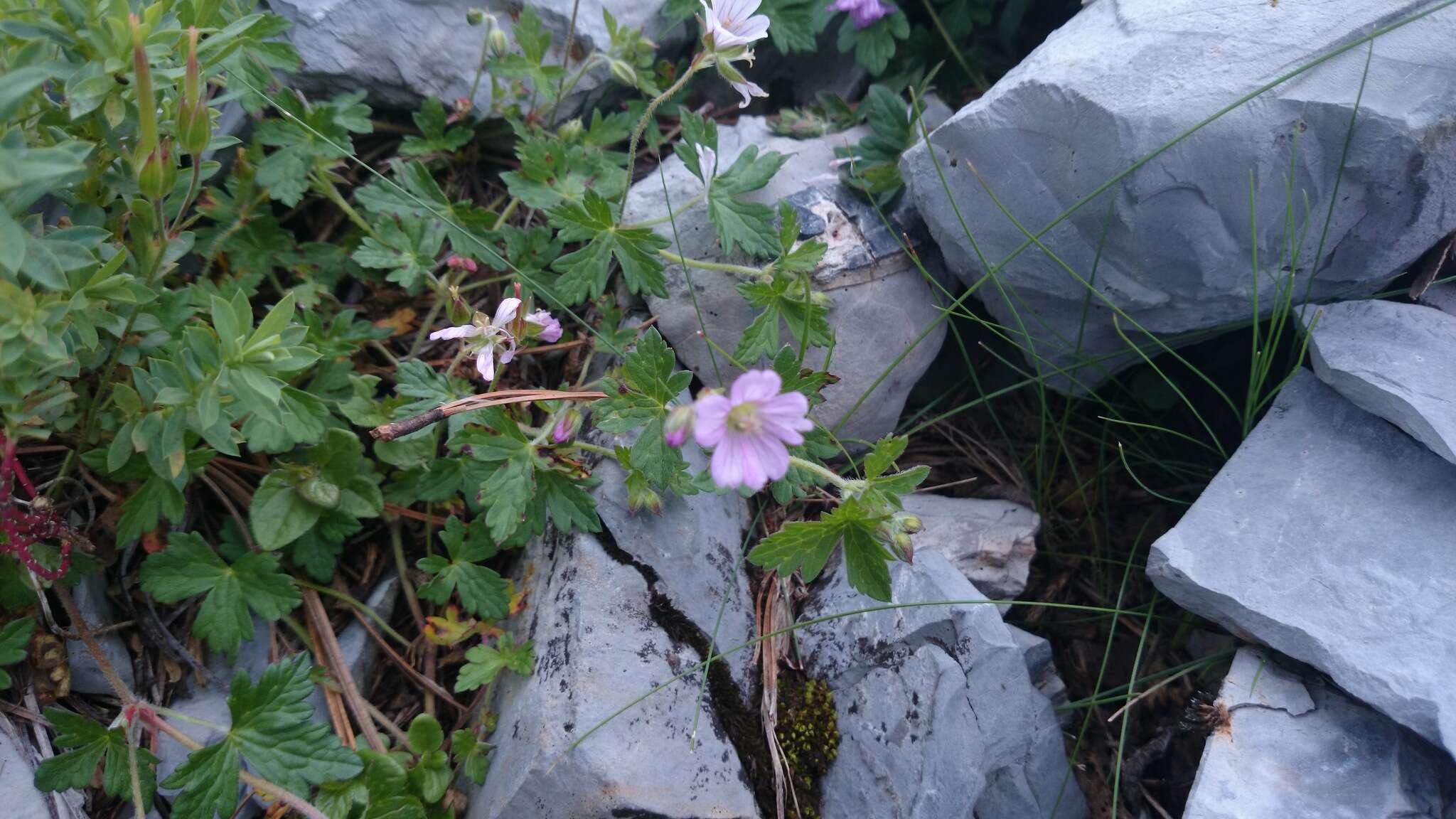 Imagem de Geranium potosinum H. E. Moore