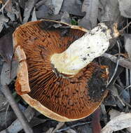 Image of Cortinarius areolatoimbricatus Cleland 1933