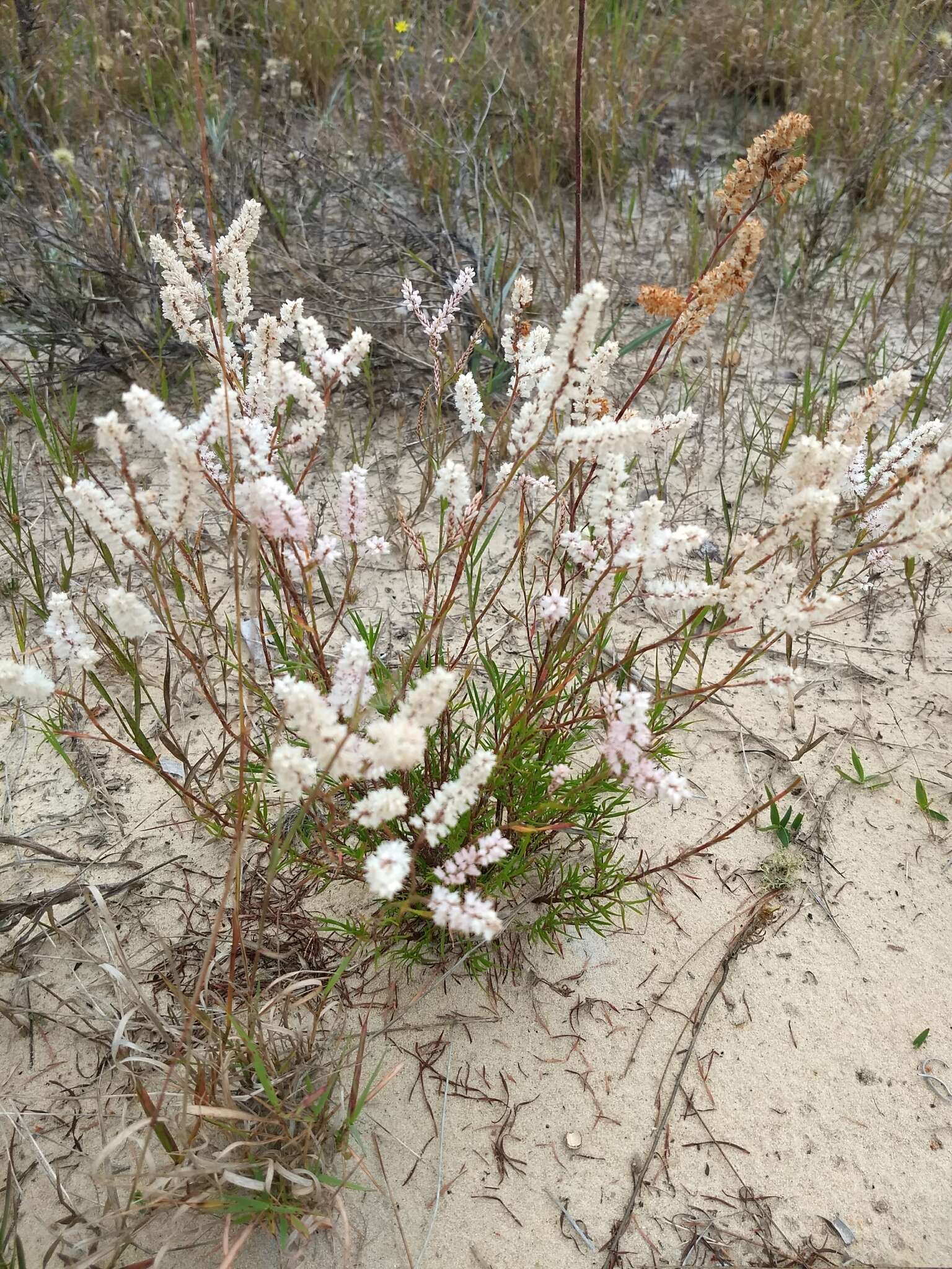 Polygonella robusta (Small) G. L. Nesom & V. M. Bates resmi