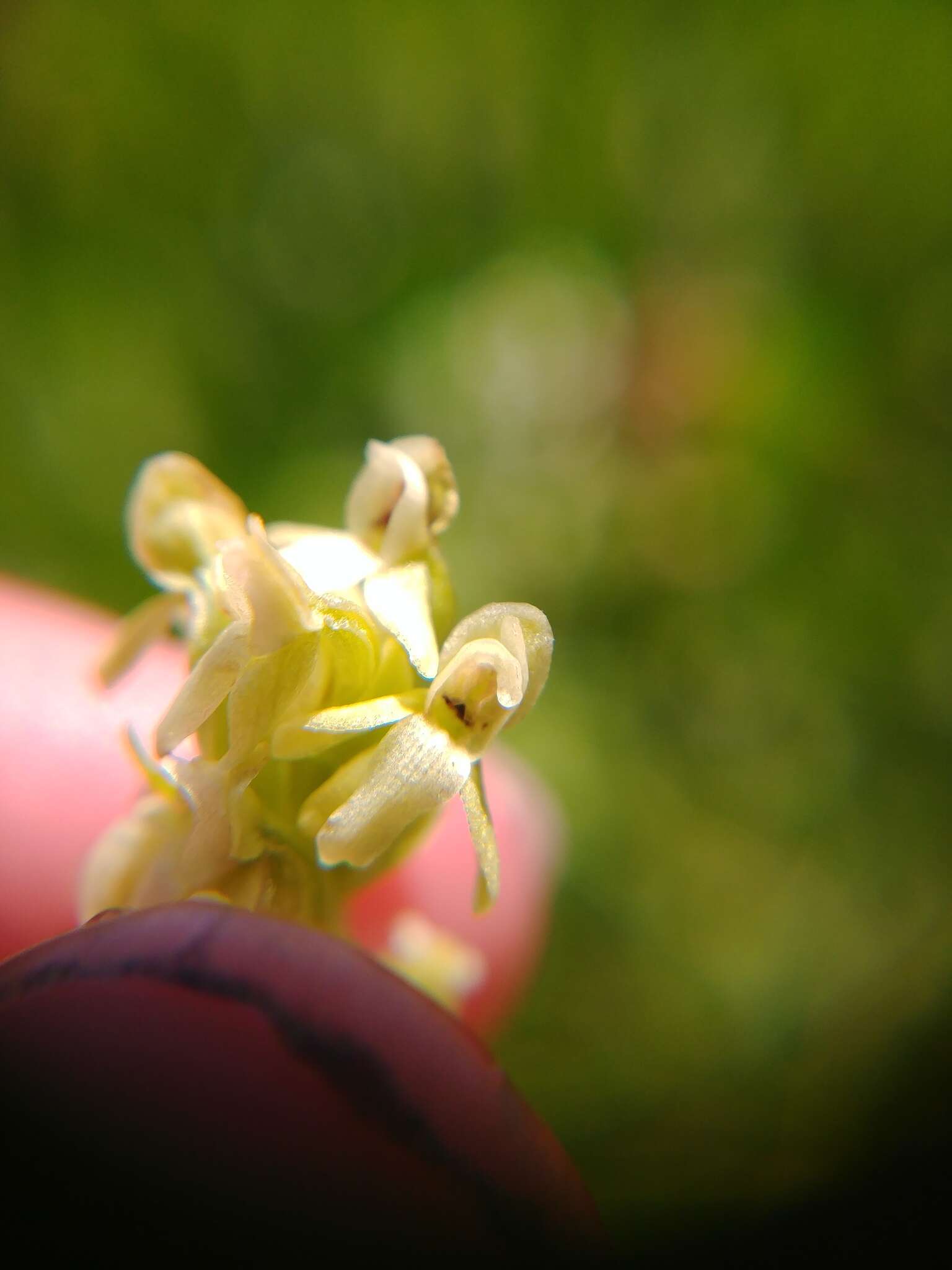 Imagem de Platanthera estesii W. J. Schrenk