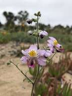 Imagem de Schizanthus litoralis var. humilis