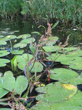 Rumex verticillatus L.的圖片