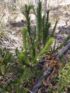 Image of Melichrus adpressus A. Cunn. ex DC.