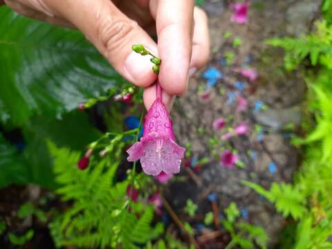 Image of Strobilanthes hamiltoniana (Steudel) J. Bosser & H. Heine