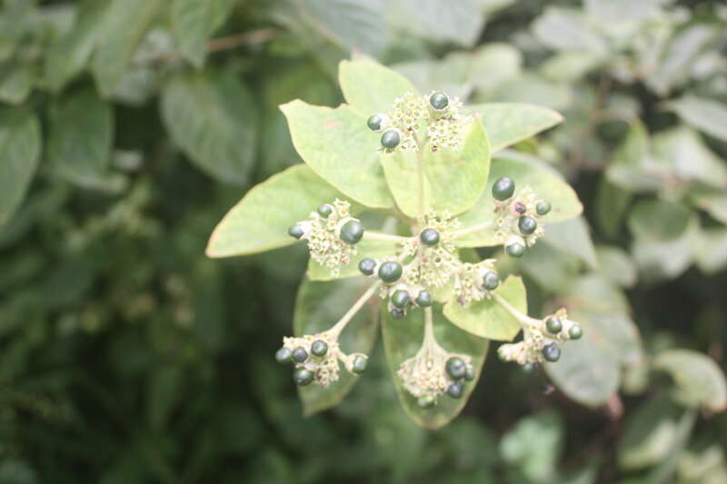 Sivun Clerodendrum polycephalum Baker kuva