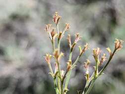 Image de Chorizanthe brevicornu var. spathulata (Small ex Rydberg) C. L. Hitchcock