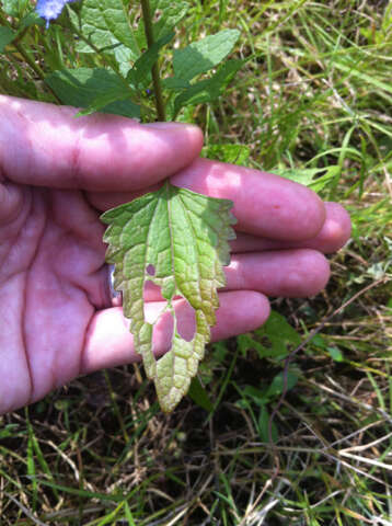 Plancia ëd Conoclinium coelestinum (L.) DC.