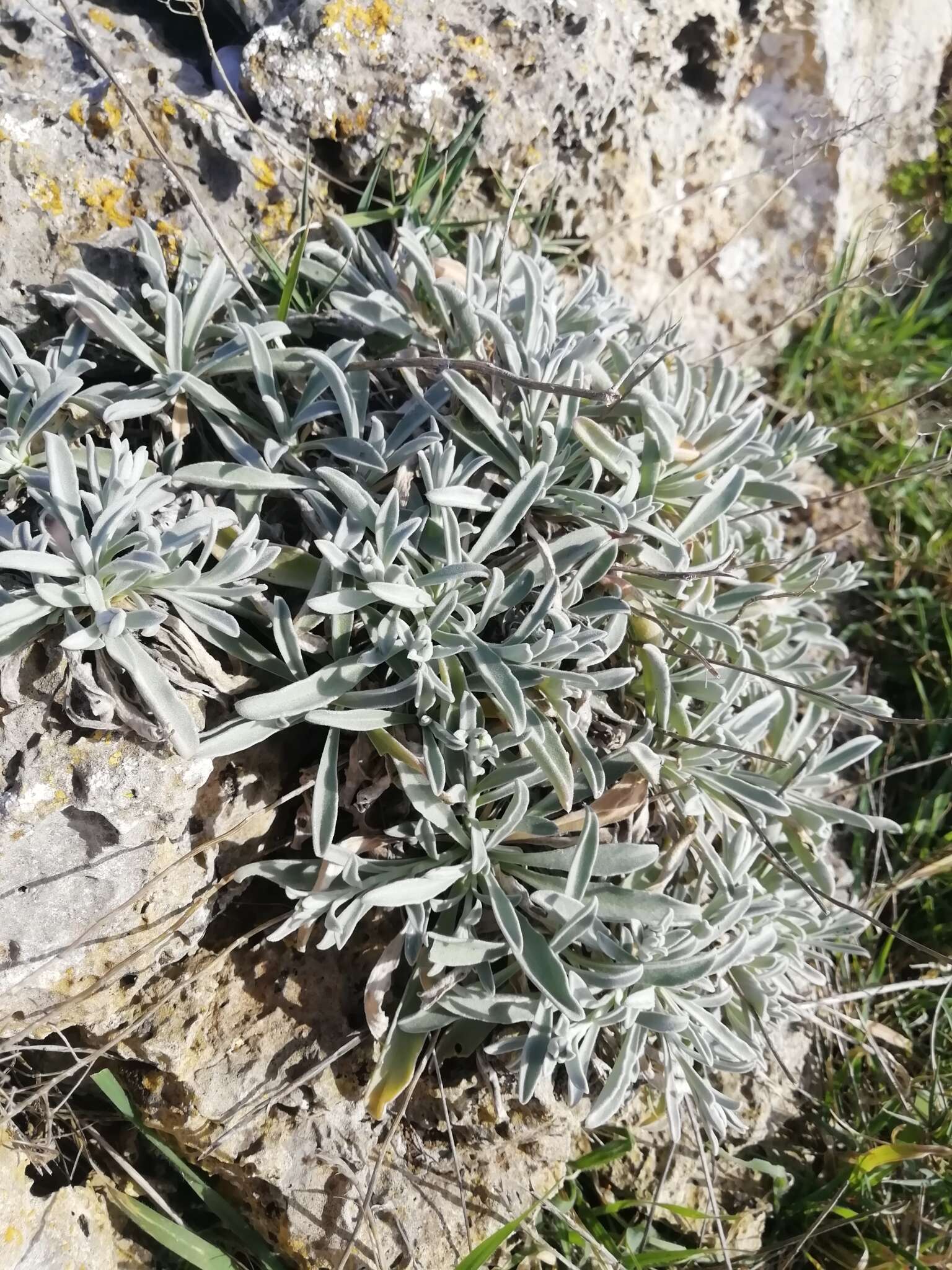 Image of Aurinia leucadea (Guss.) K. Koch