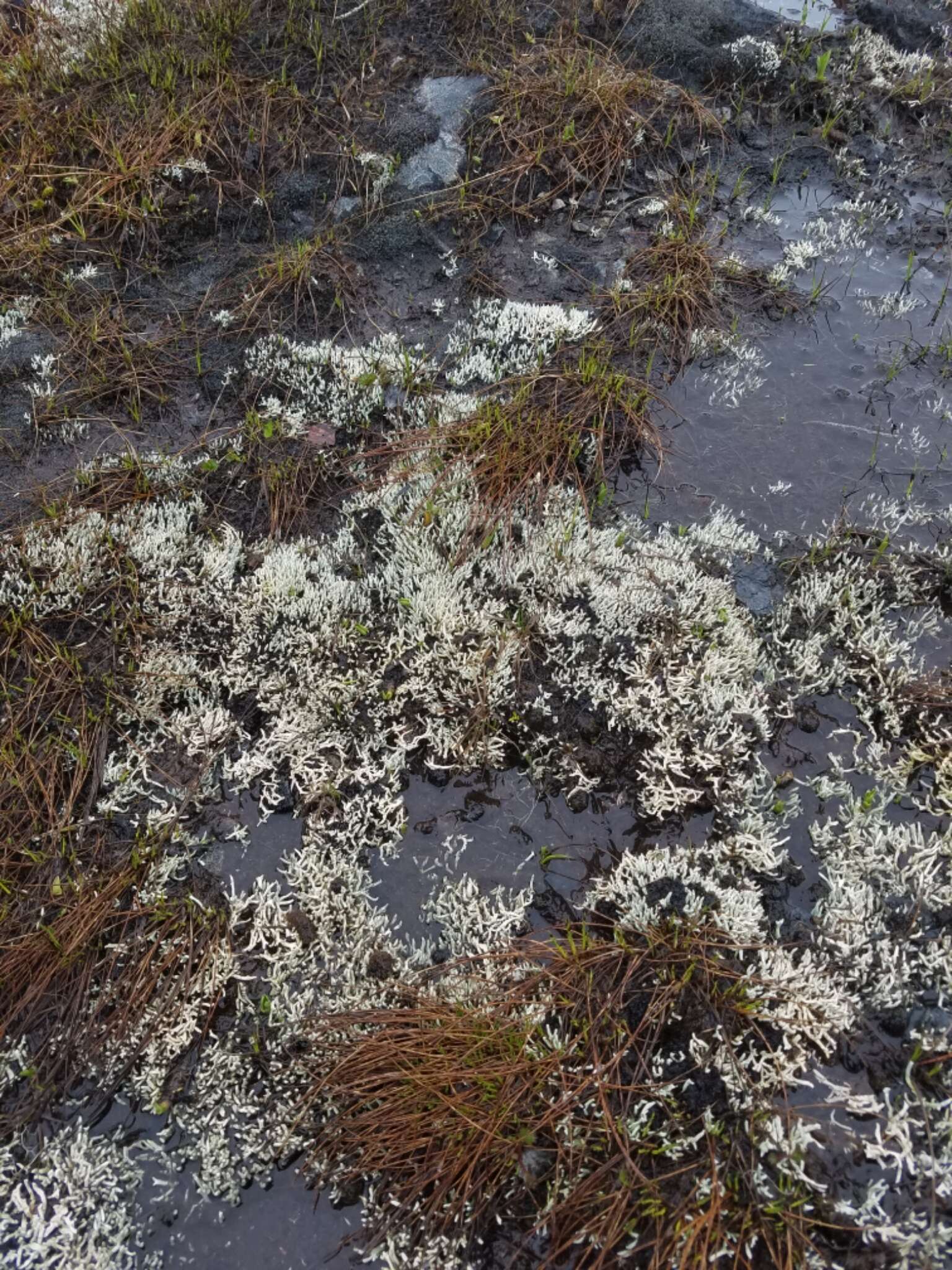 Image of whitefingers lichen