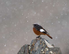 Image of Güldenstädt's Redstart