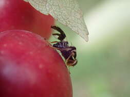 Image of Apple Maggot Fly