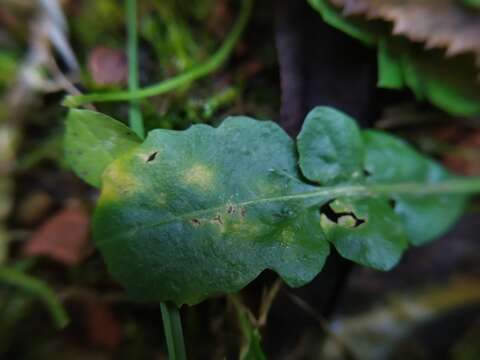 Image of Hyaloperonospora parasitica