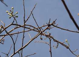 Image of Ipomoea populina House