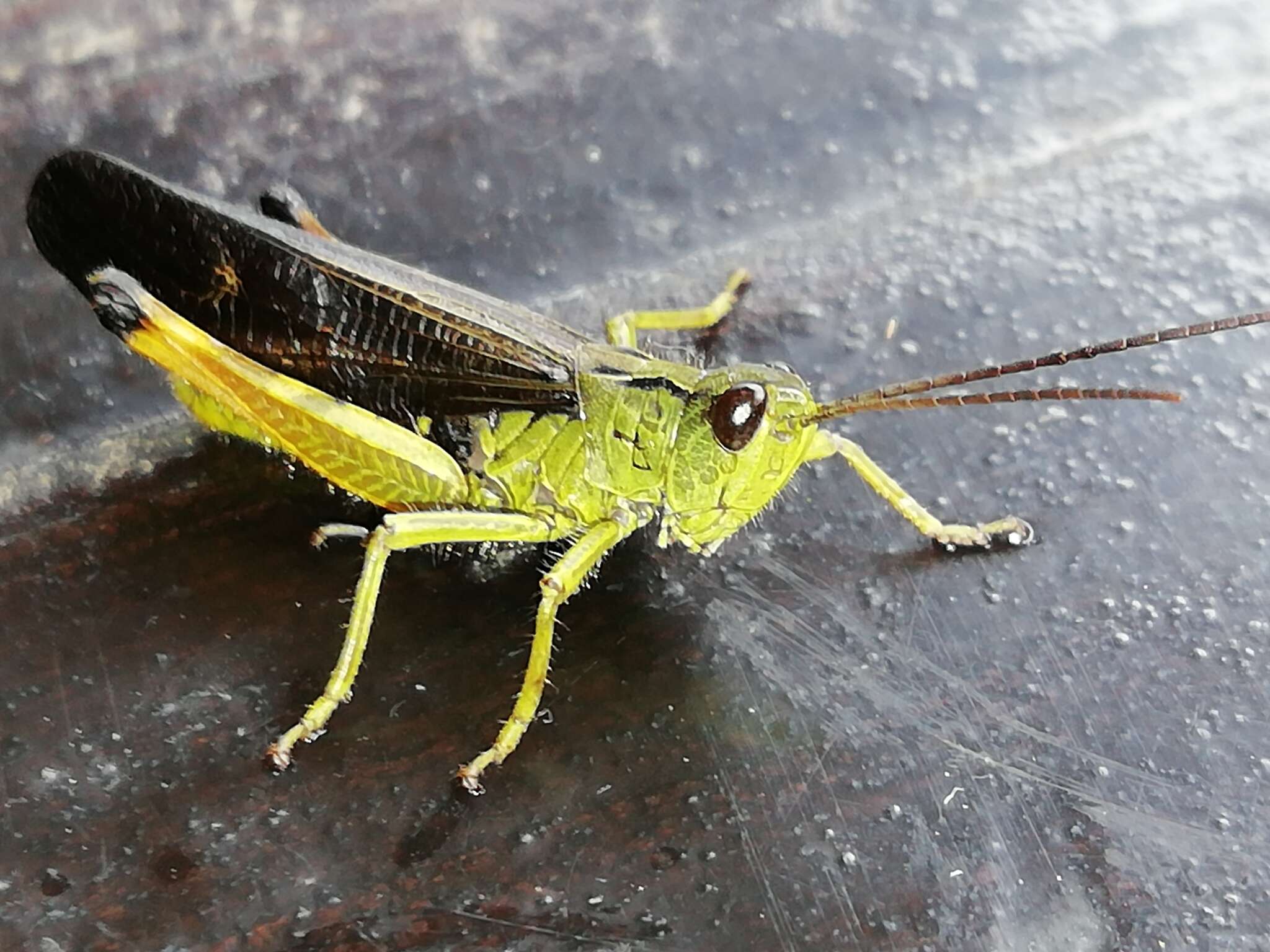 Megaulacobothrus aethalinus (Zubovski 1899) resmi