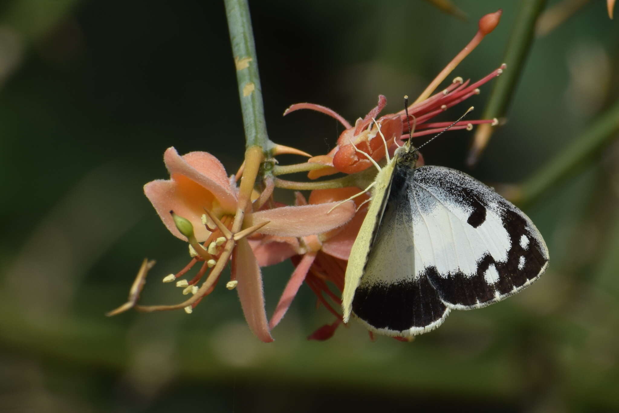 Image of Blue-spotted arab