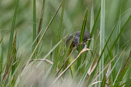 Image of Carruthers's Cisticola