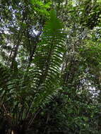 Image of Cyathea spectabilis (Kunze) Domin