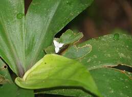 Image de Tradescantia schippii D. R. Hunt