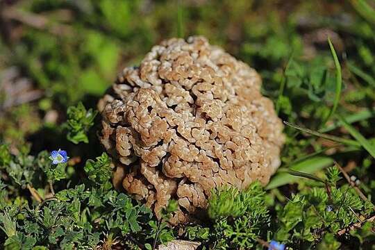 Image of Morchella steppicola Zerova 1941