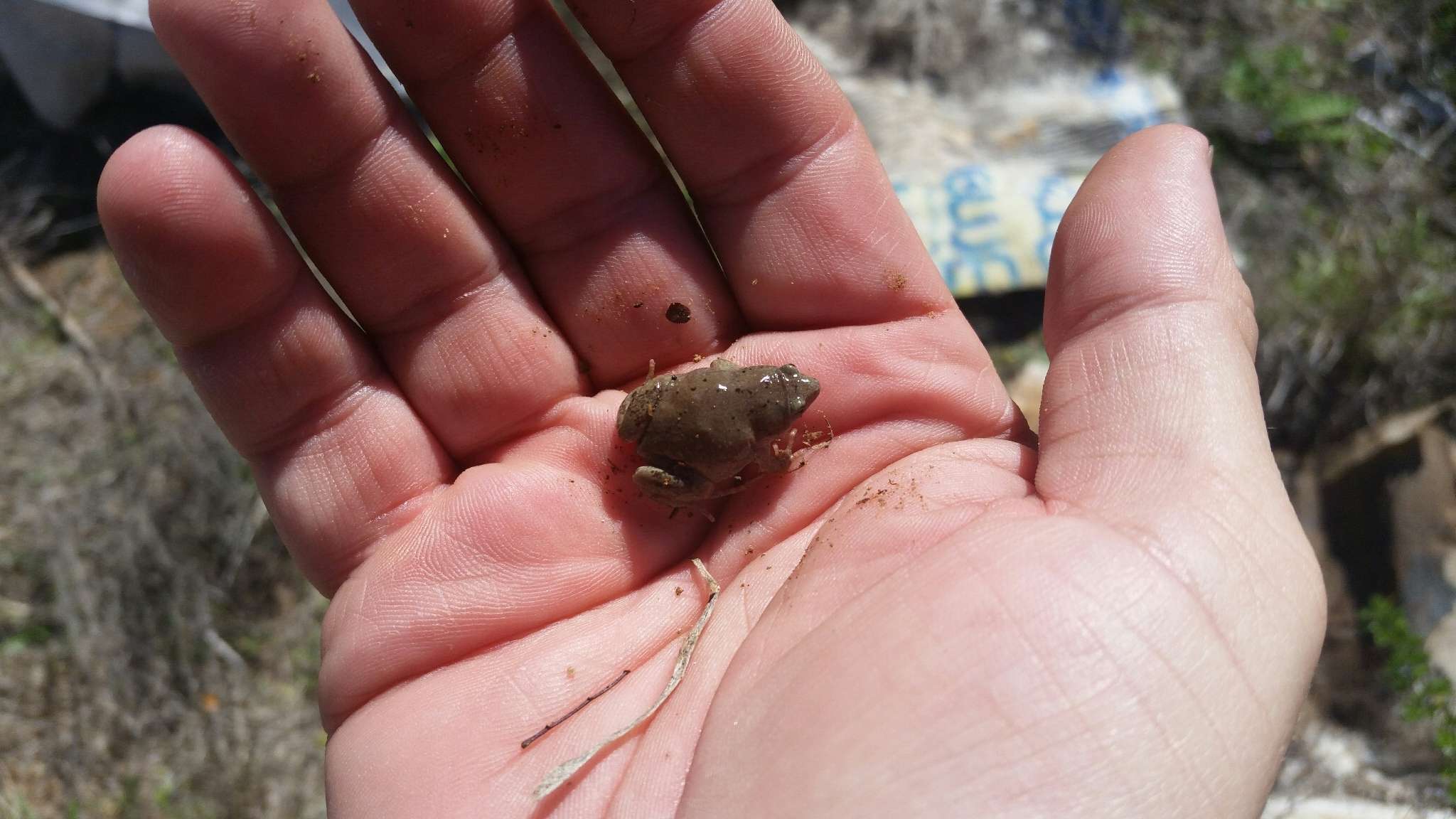 Image of Great Plains Narrowmouth Toad