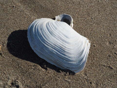 Image of Pacific Geoduck