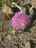 Image de Allium platycaule S. Watson