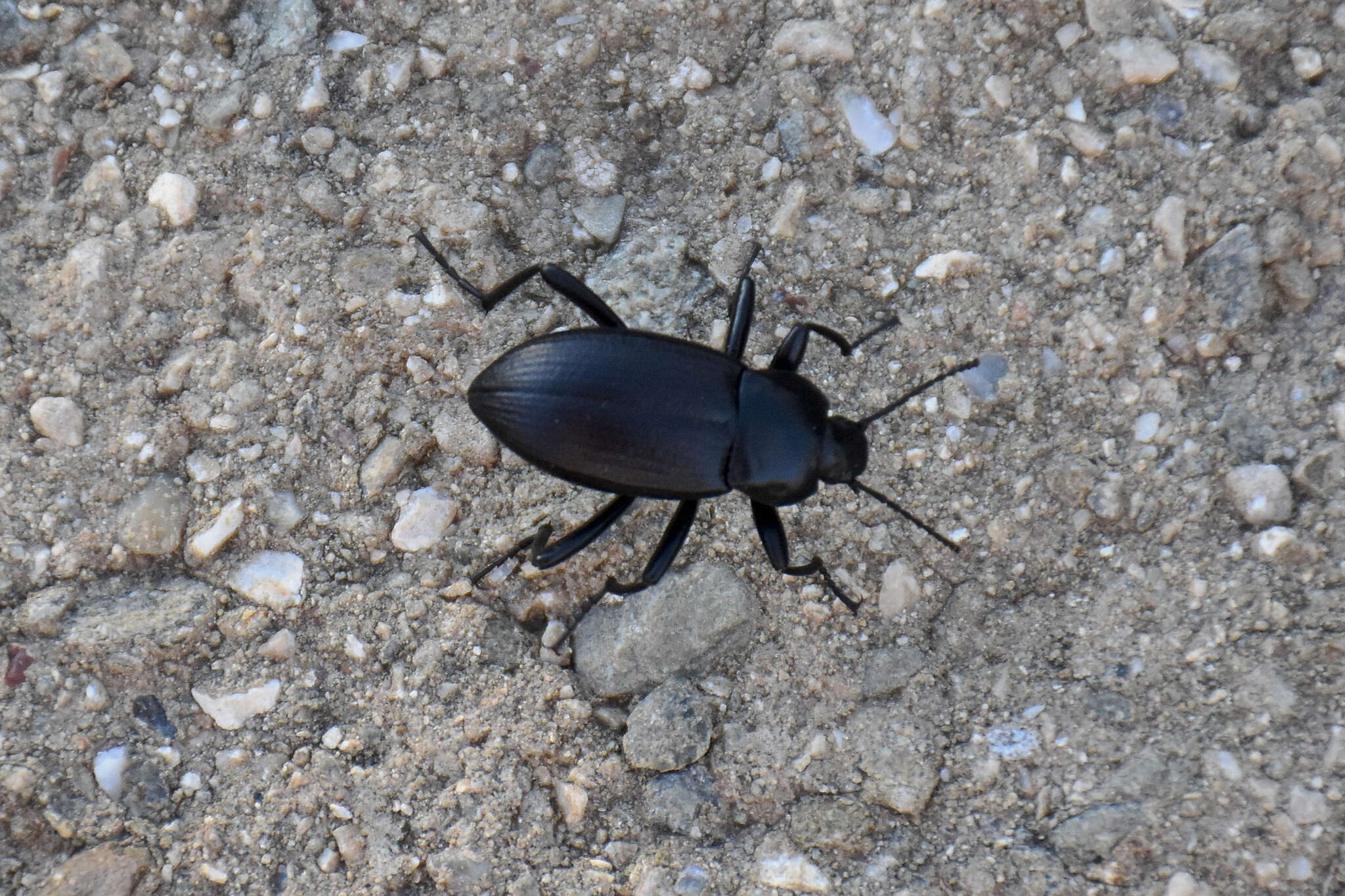 Image of Eleodes (Melaneleodes) wenzeli Blaisdell 1925