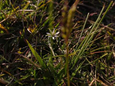 Sivun Chaptalia piloselloides (Vahl) Baker kuva