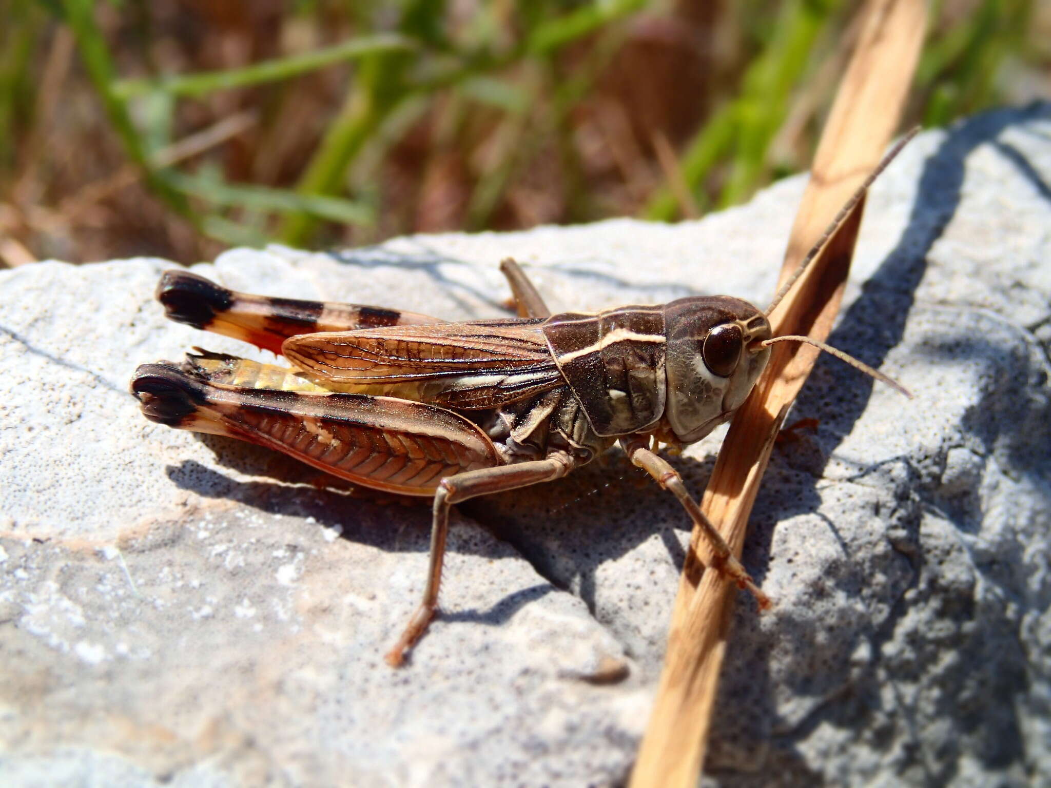 Image of Arcyptera (Pararcyptera) brevipennis subsp. vicheti Harz 1975