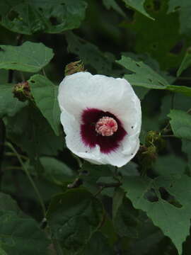 Image of Hibiscus platanifolius (Willd.) Sweet