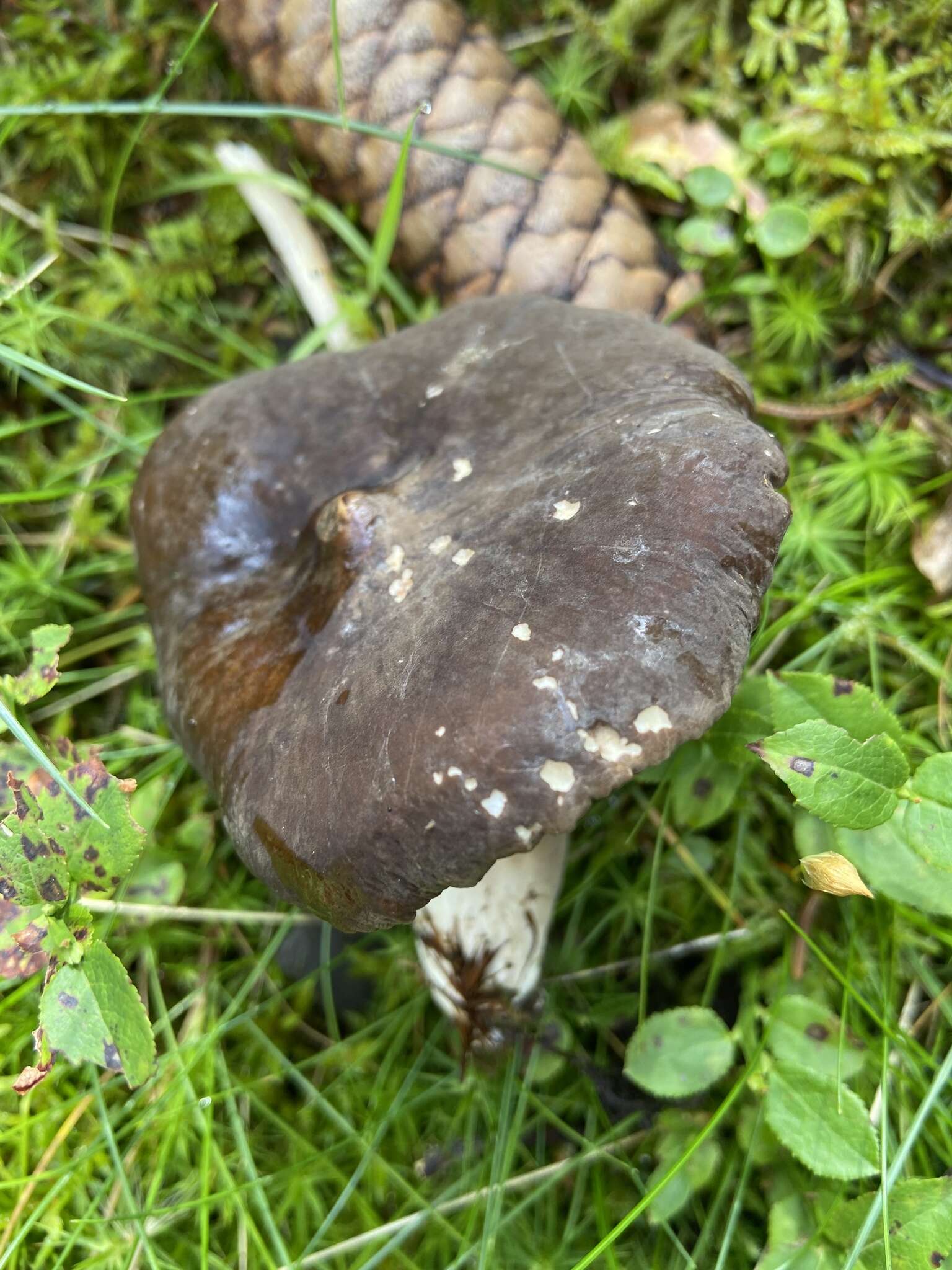 Image of Lactarius picinus Fr. 1838