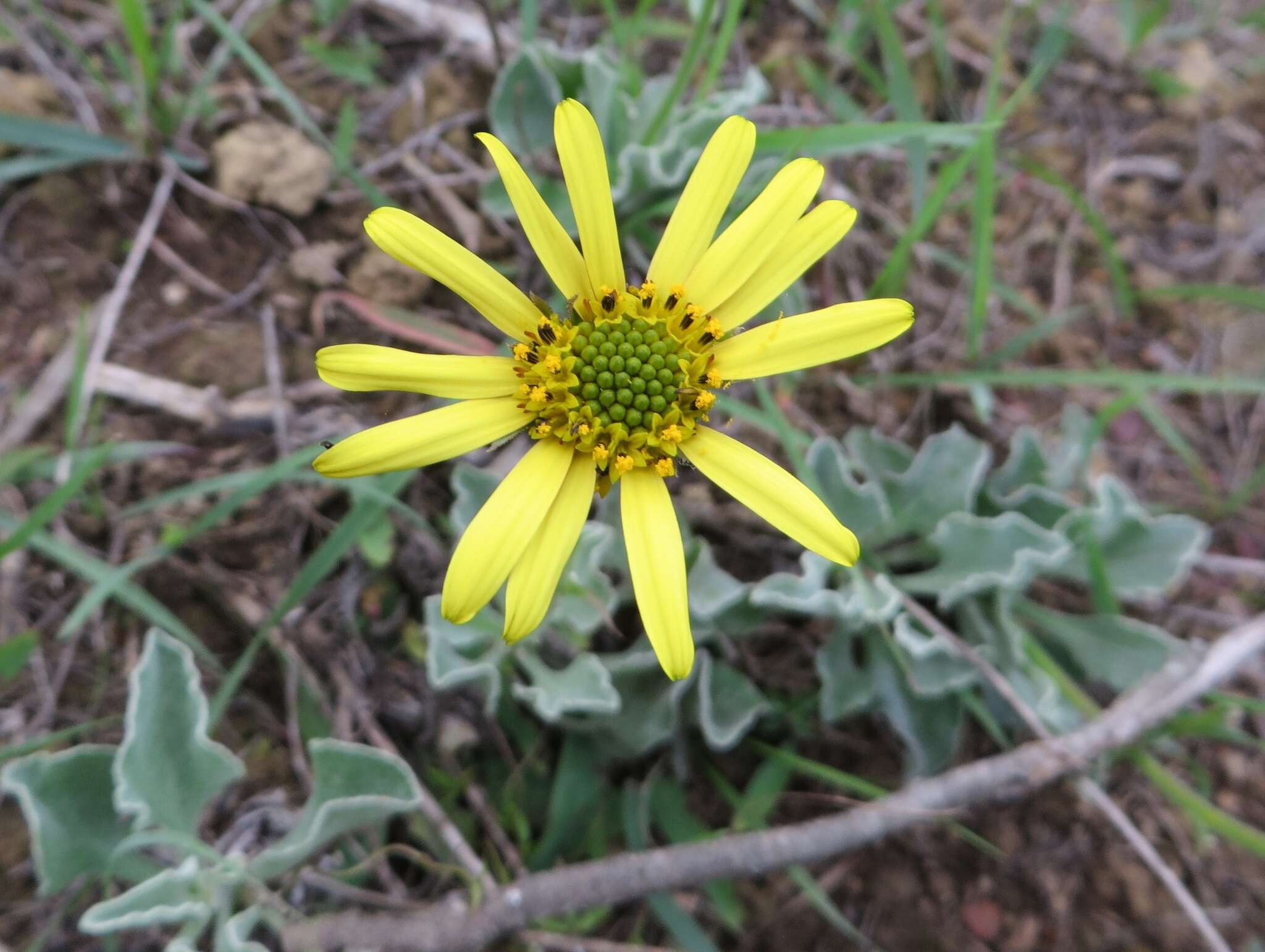 Image of Osteospermum tomentosum (L. fil.) Norlindh