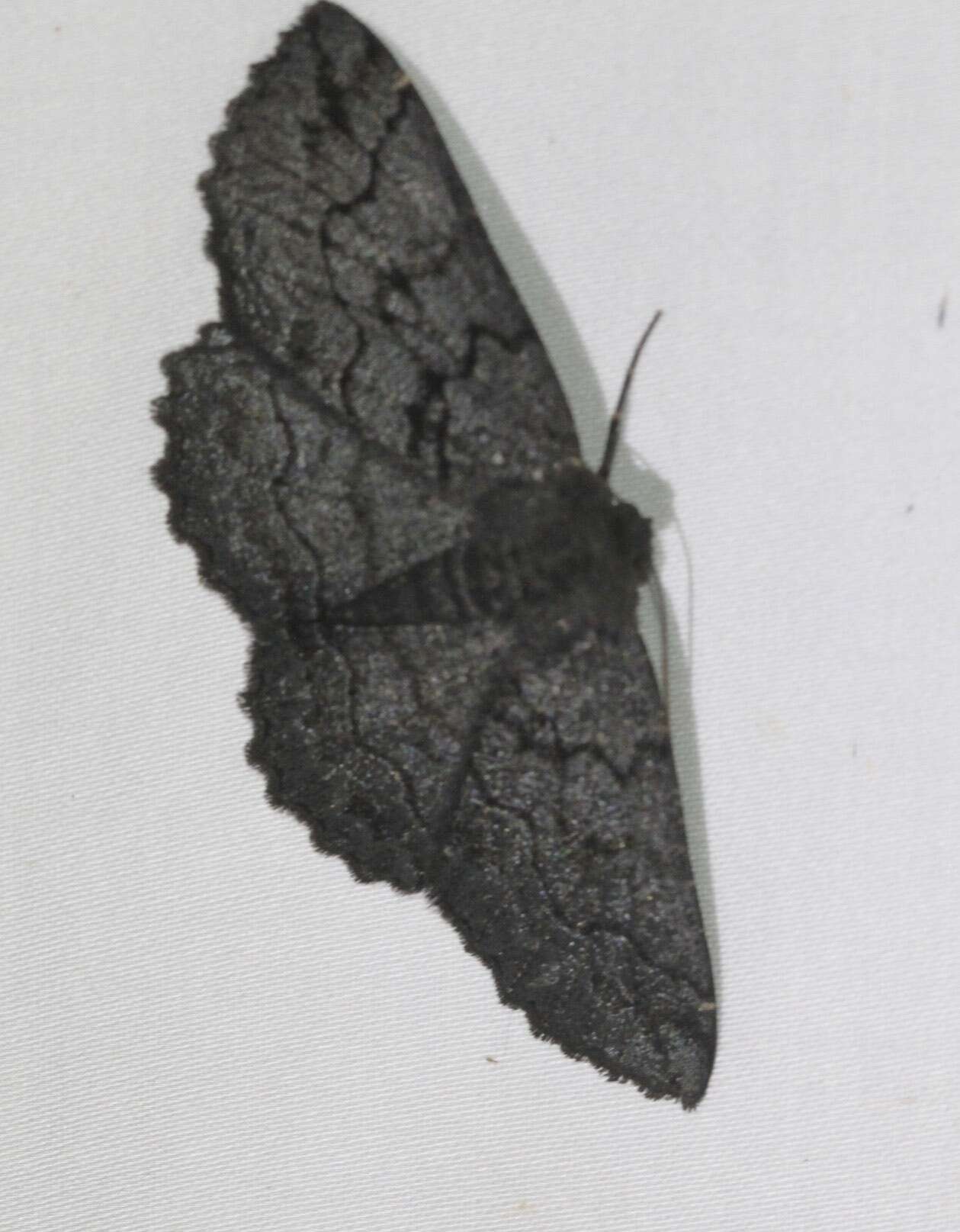 Image of Melanodes anthracitaria Guenée 1858