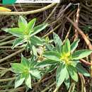 Image de Euphorbia margalidiana Kuhbier & Lewej.
