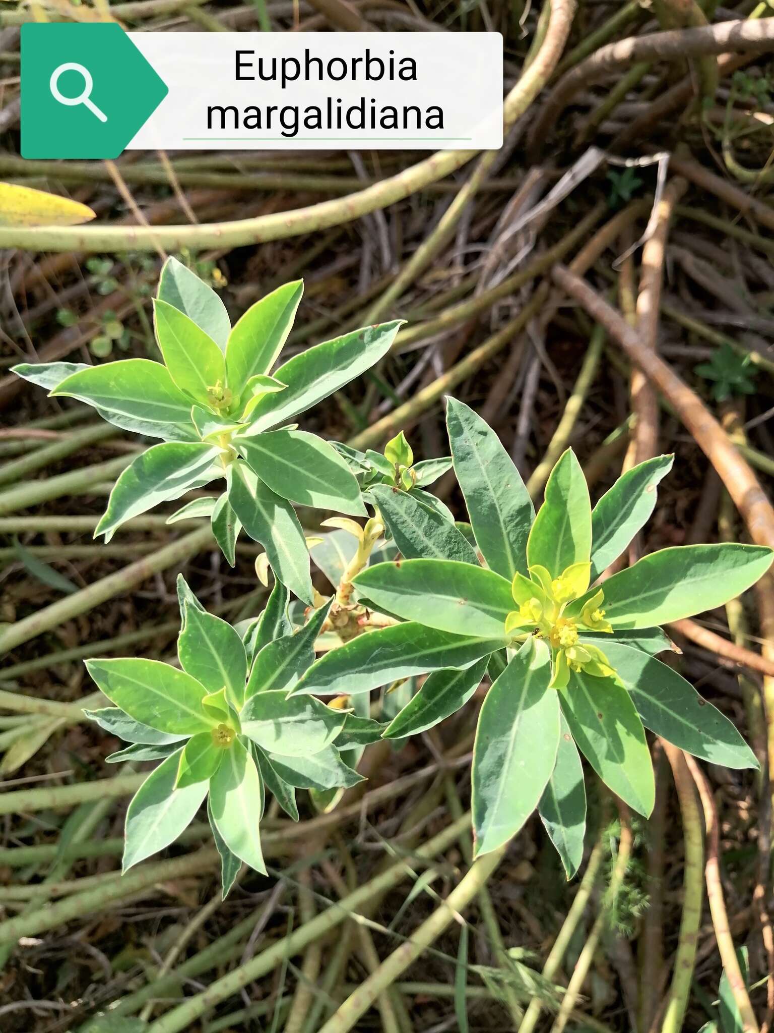Sivun Euphorbia margalidiana Kuhbier & Lewej. kuva